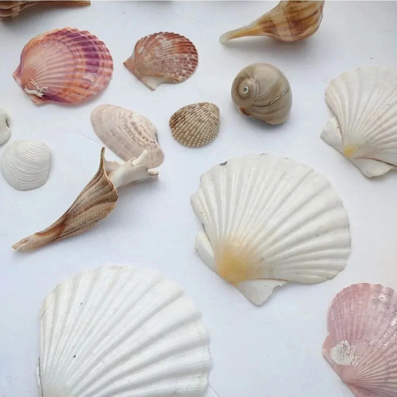 Seashell Lot Clearwater Beach, Florida - Picture 3 of 11